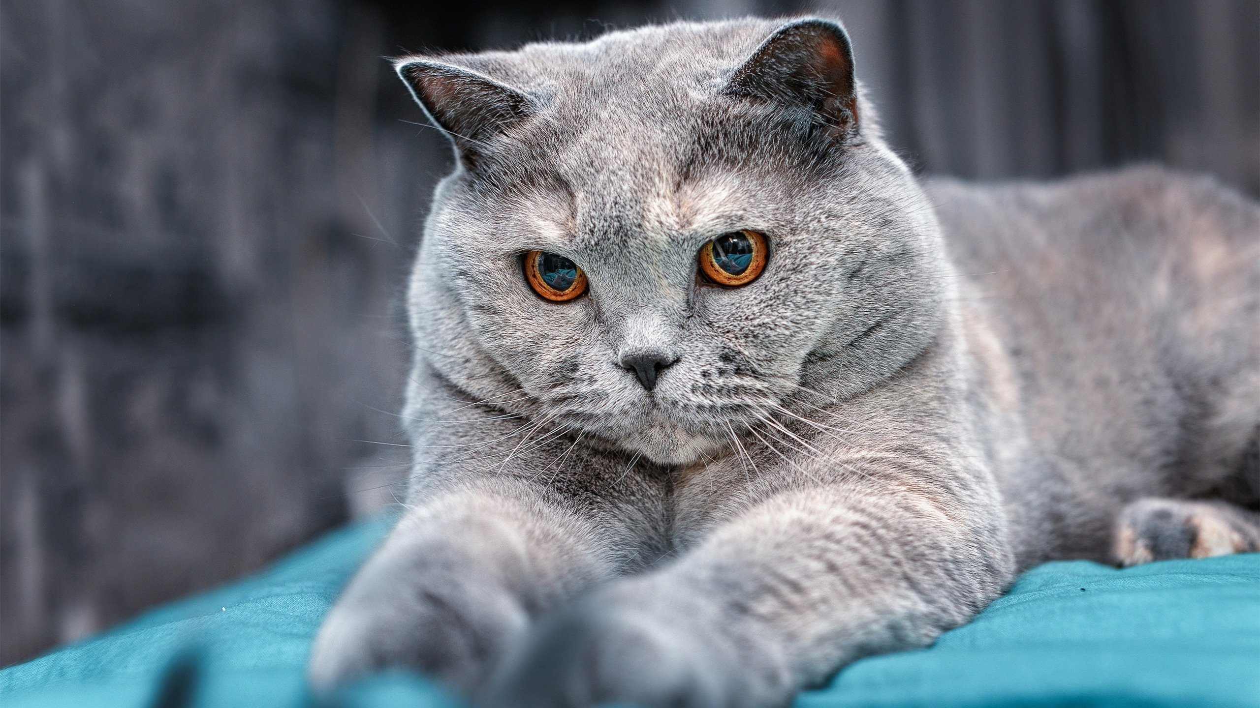 女足世界杯之路,中国队冲击更高排名,中国女足世界杯最好名次